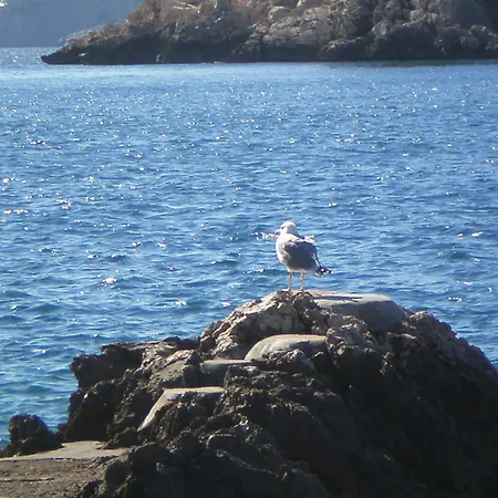 Doris * Zaton (Dubrovnik-Neretva)